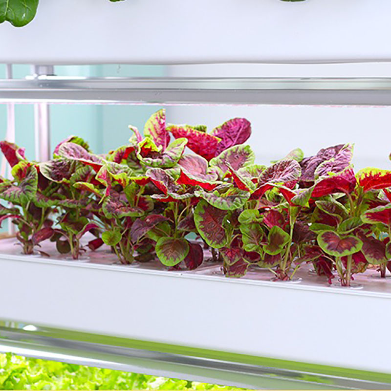 System uprawy hydroponiki Pion – Smart Garden Vertical Planter recenzja i cena